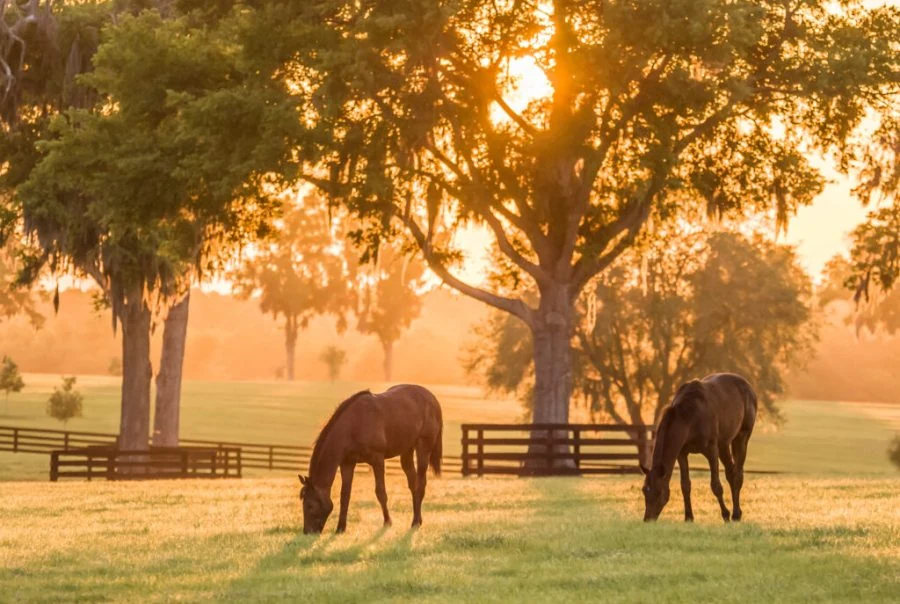 Two horses grazing in a paddock at sunrise