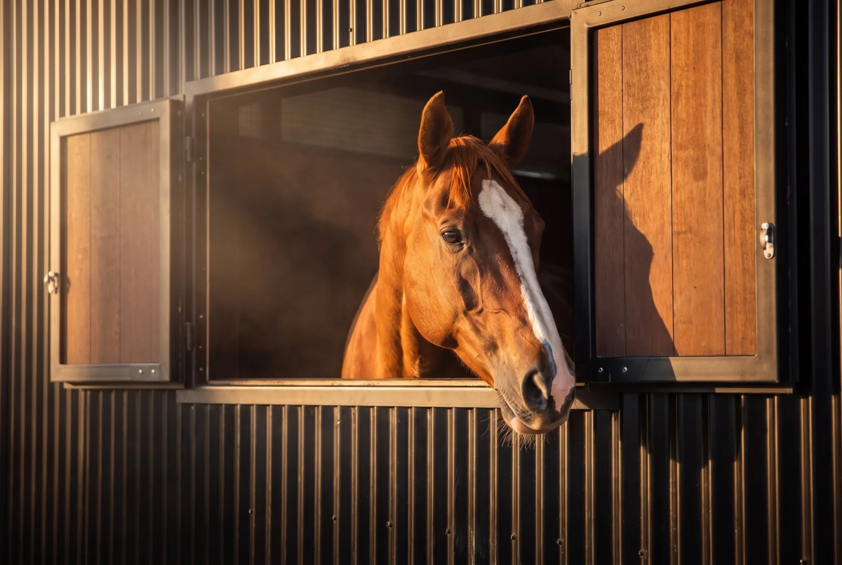 Elite Equine Group project