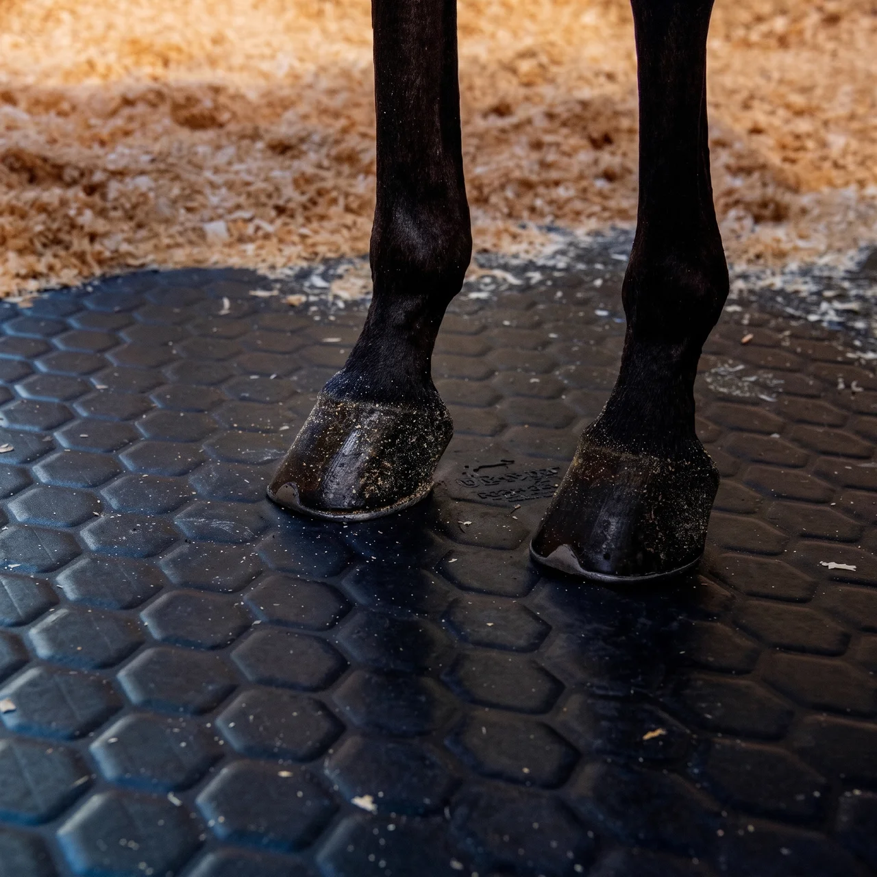 Hooves standing on hexagonal rubber stable matting