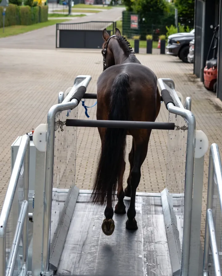 Horse walking onto a treadmill between steel side rails