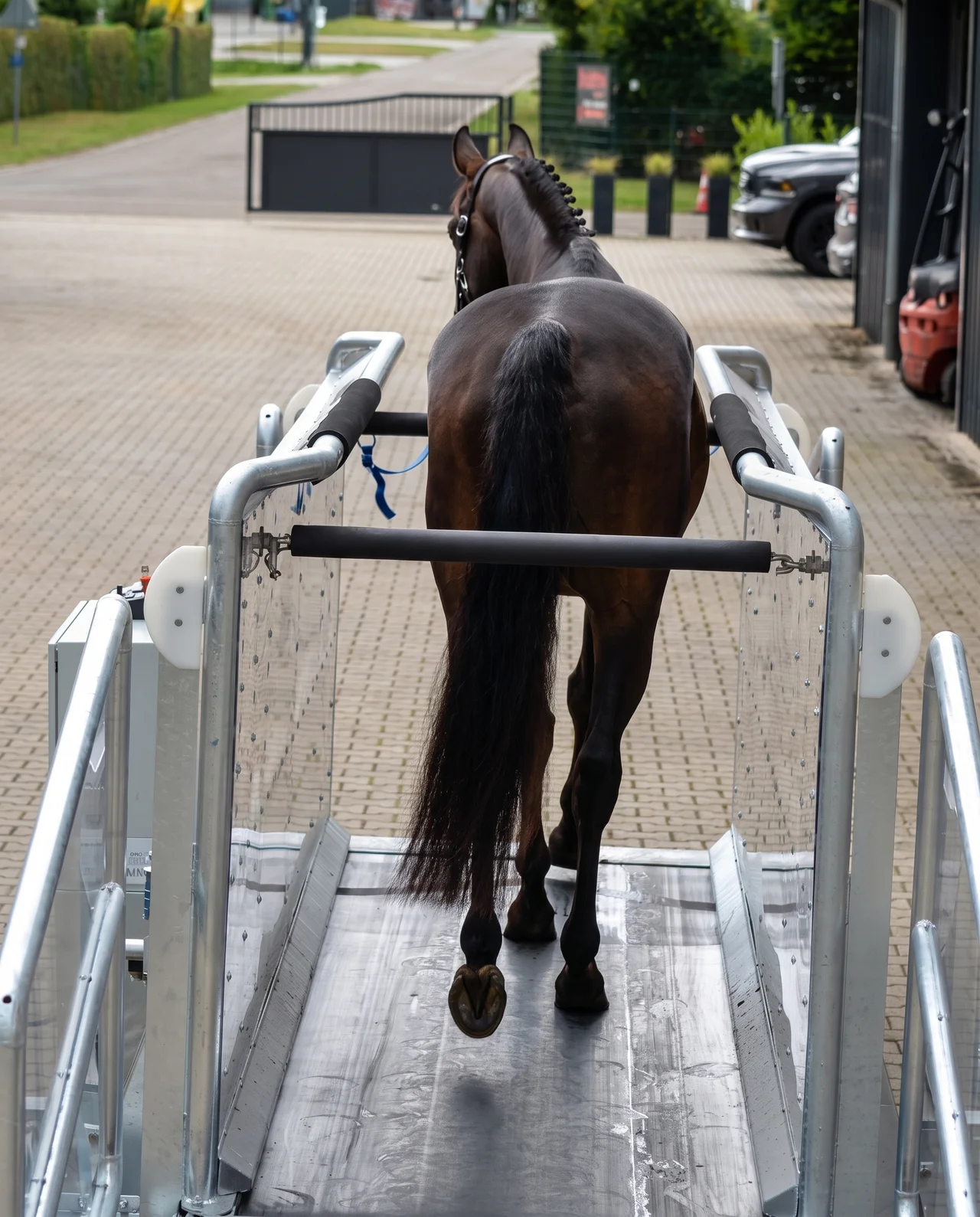 Horse walking onto a treadmill between steel side rails