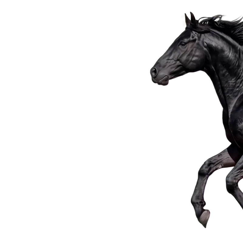 A black horse in motion